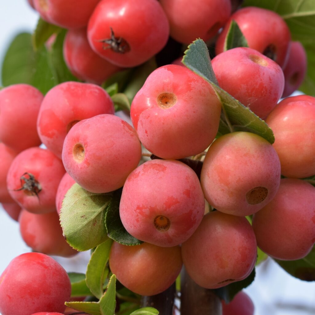 Malus x robusta ‘Red Sentinel ‘ Crab Apple Tree 5038838004087 2